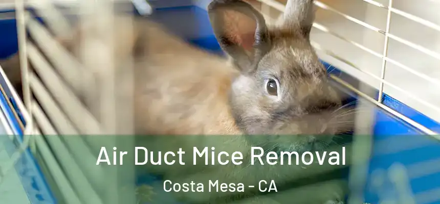 Air Duct Mice Removal Costa Mesa - CA